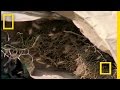 Angel Bees Battle Strategies