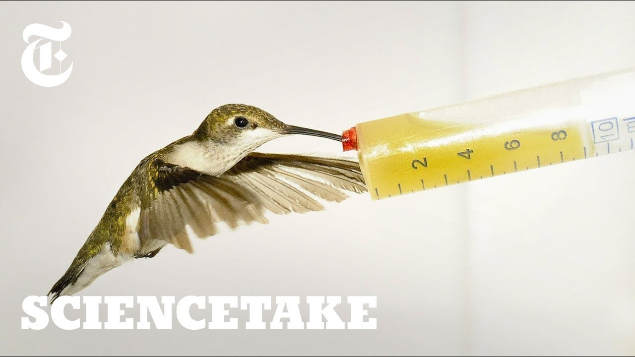 How Hummingbirds Cheat Death ScienceTake