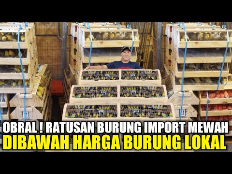 VIRAL ! CUMA KIOS SKJ YG NEKAD OBRAL RATUSAN BURUNG IMPORT MEWAH DIBAWAH HARGA PASARAN