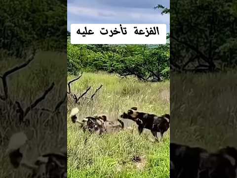 تأخرت عليه الفزعة