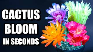 Cactus Blooms: Stunning Desert Fireworks (Time-Lapse)