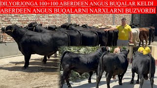 DILYORJONGA 100+100 ABERDEEN ANGUS AVLIKOL BUQALAR KELDI NARXLARNI BUZVORDI LEKIN SHOSHILING 