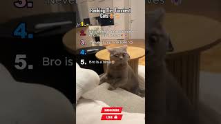 Ranking The Craziest Cat Clips😂🐈