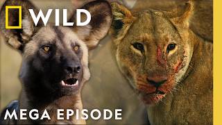 Defending Family in the African Savanna | Savage Kingdom MEGA Episode | Nat Geo Animals