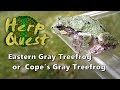 Tree Frog Identification and Care