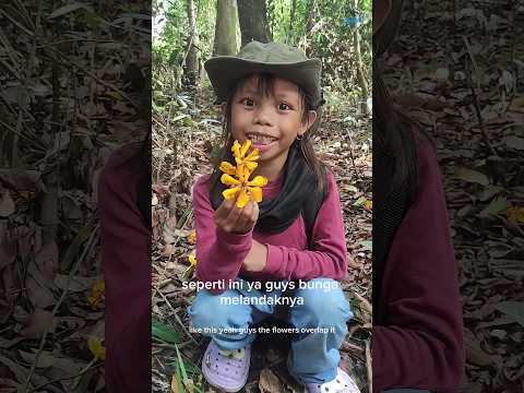 Bunga melandak atau cempaka#shorts #shortvideo #short