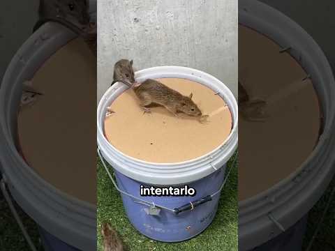 LA TRAMPA PERFECTA PARA RATONES [cc: Mousetrapeasy] #historias #curiosidades #épico #viral