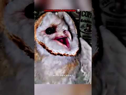 Birds screaming ☠️ #trollface #edit #troll