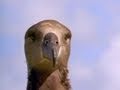 Albatross and Tiger Sharks: A Natural Drama