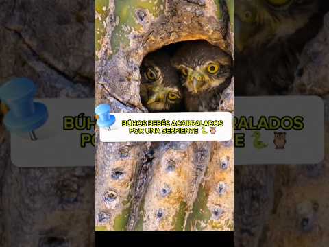 Serpiente acorrala a bebés búhos 😱🦉🐍 #animales #fauna #planet #animallife #animals #wildlife