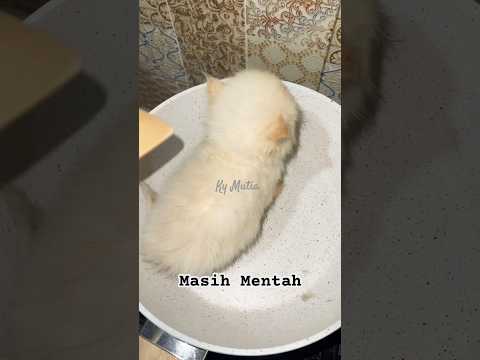 Viral Masak Kucing sampe gosong #shortsvideo #cat #catlovers #kucinglucu