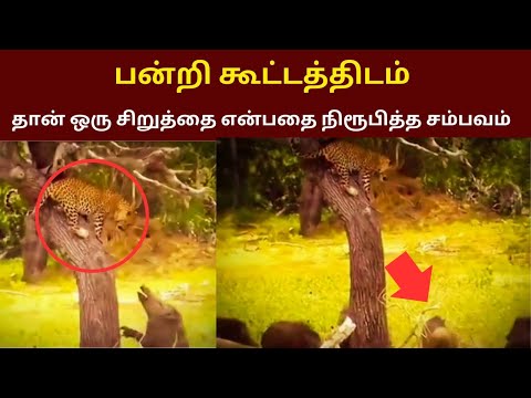 காட்டில் நடந்த மாஸ் சம்பவம்