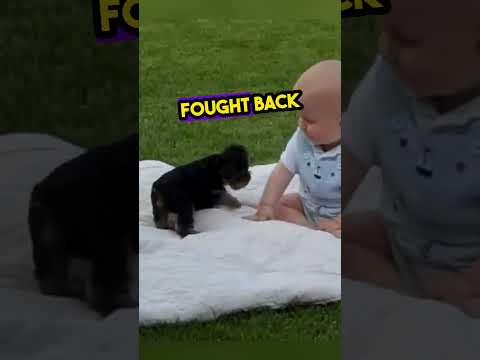 Little Yorkie just wanted to play with the baby...😢❤️ #shorts