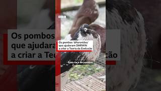 Como pombos ajudaram Darwin a entender a evolução