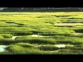 Salt Marsh Ecosystem Concepts