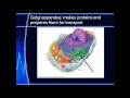 Cell Biology Concepts and Processes