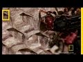 Paper Wasps and Their Challenges