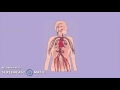 Exploring the Nervous, Circulatory & Respiratory Systems