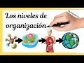 Niveles de Organización de la Materia y los Seres Vivos
