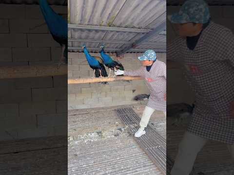 beautiful peacock in flaying 🦚 #birdslover #shorts #shortsfeed #viralshorts #song
