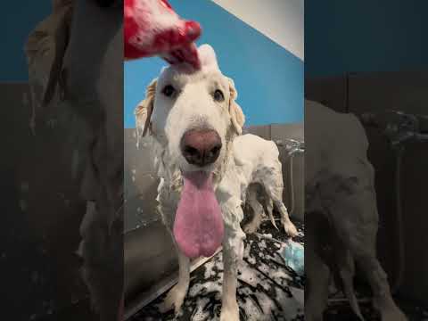 Hai capito quale? 🤔 #pets #toelettatura #maremmasheepdog #animallovers #grooming