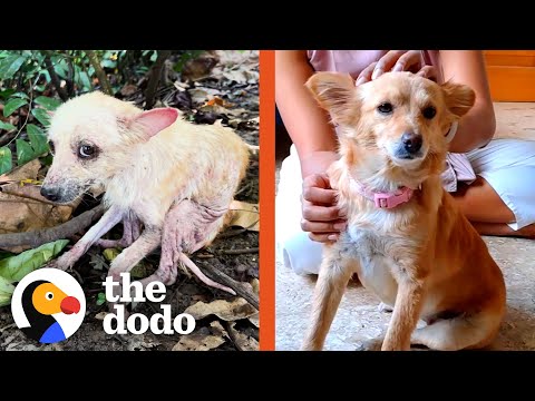 Watch Her Transform Into A Fluffy Puppy | The Dodo
