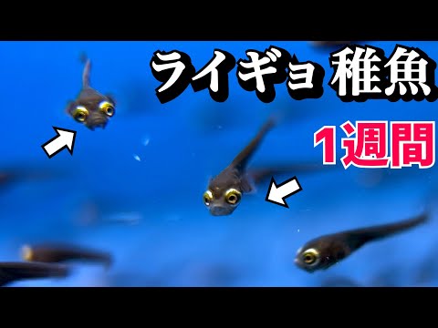捕まえたライギョの稚魚に活き餌を与える。１週間の様子