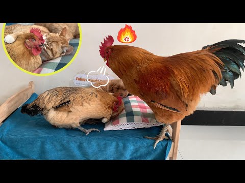 So funny! The rooster didn't allow the kitten to sleep with the hen, and he was very angry! So cute!