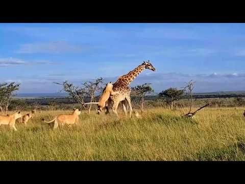 Lion pride surround a giraffe and attempt the impossible