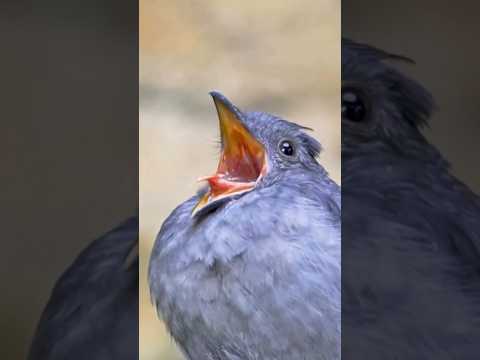 Como realmente São os sons dos animais! #curiosidades #animais #bichos