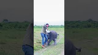 Adorable Baby Elephant Plays With Caretaker