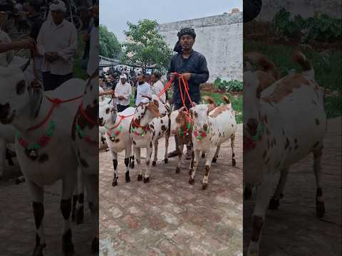 top quality 240 kg के 4 barbari bakre Taharpur bakra mandi #shorts