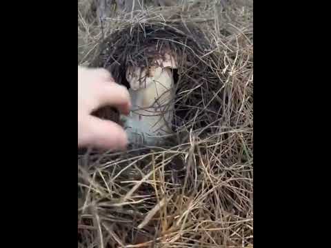 #funghi #porcini #boletus #гриби #grzyby #hribi #steinpilze #cepes #mushroom  #nature #new #best