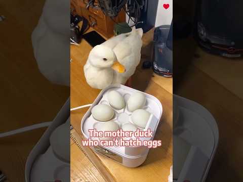 The mother duck couldn't hatch the eggs, but a miracle happened