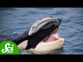 Orca Culture and Behavior