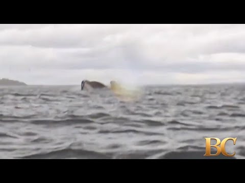 Breaking: "Whale swallows kayaker in terrifying footage"