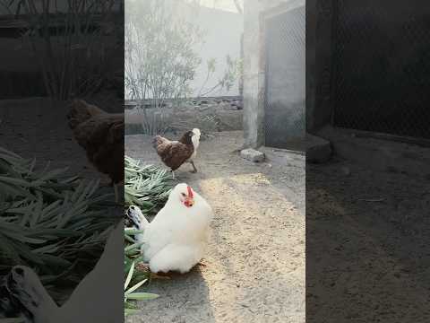 Hen is Laying egg #dasihen #henlayingeggs #minizoo #rahmanchvlogs #foryou