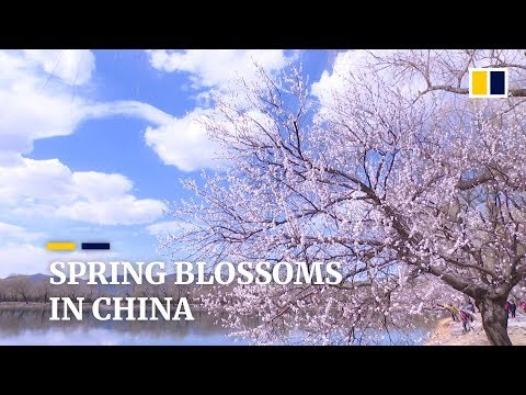 Spring blossoms bloom in Beijing, China