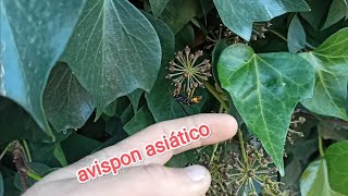 vespa velutina (avispon asiactico)