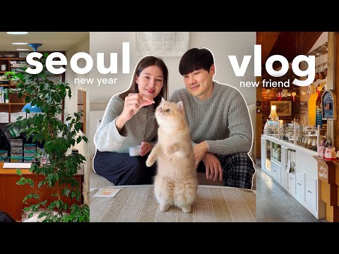 first seoul vlog of 2025 ✨ making a new cat friend 🐈 pet loss & grief, NYE with a dink couple