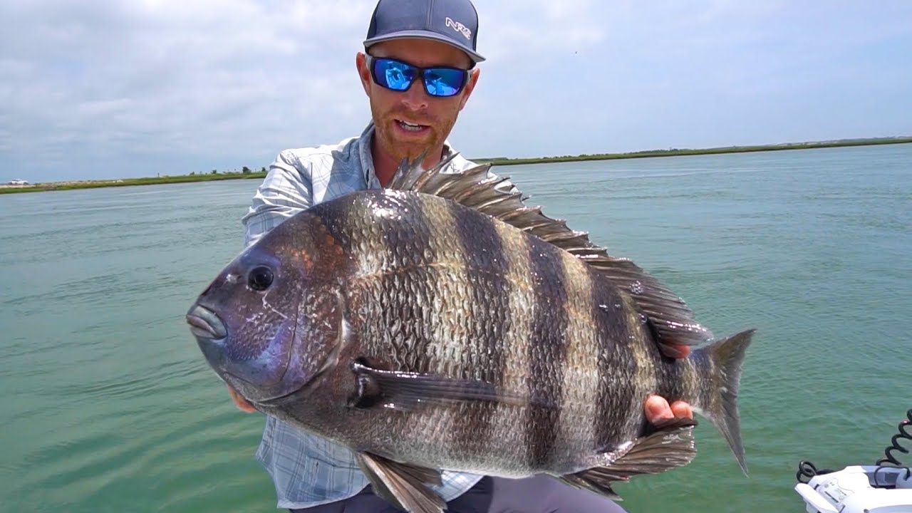 TROPHY Sheepshead Fishing in Cape May Field Trips New Jersey