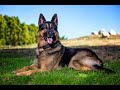Understanding Dog Life Stages