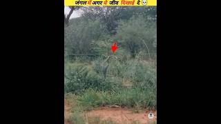never go near it in the jungle #viral
