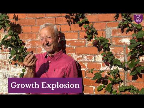 Abundant June Harvest Garden Tour | No Dig Growing, Melons, Tomatoes & Succession Planting