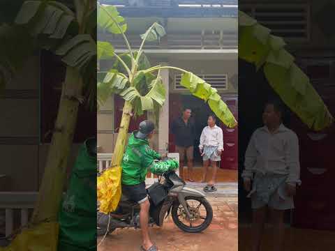 Nó báo thật ba con ạ tập 4 #haihuocvuinhon #funny #vietcomedy #comedy #cuoisacsua #giaitri