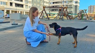 Family Abandoned their Dog … Watch the Moment I Told Him it’s Not His Fault