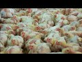 Understanding Chicken Production in the UK