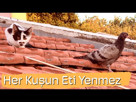 Sürpriz Sonlu Kedi Videosu - Sevimli Yavru Kediler - Kedi Videoları