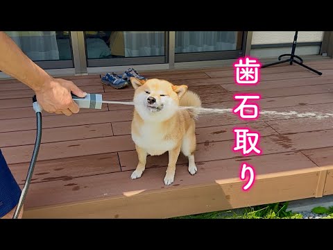 ホースの水で歯石取りをする柴犬が可愛い