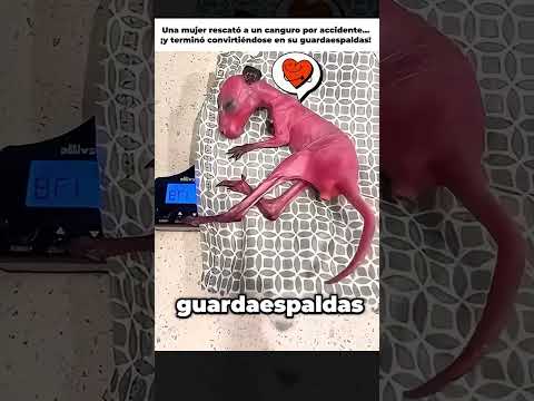 Una mujer rescató a un canguro por accidente…  #animales